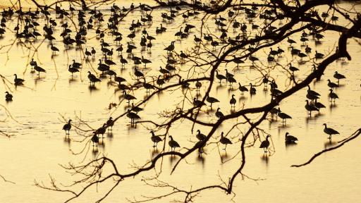 Late Season Honkers at the Farm_DSC0002.jpg