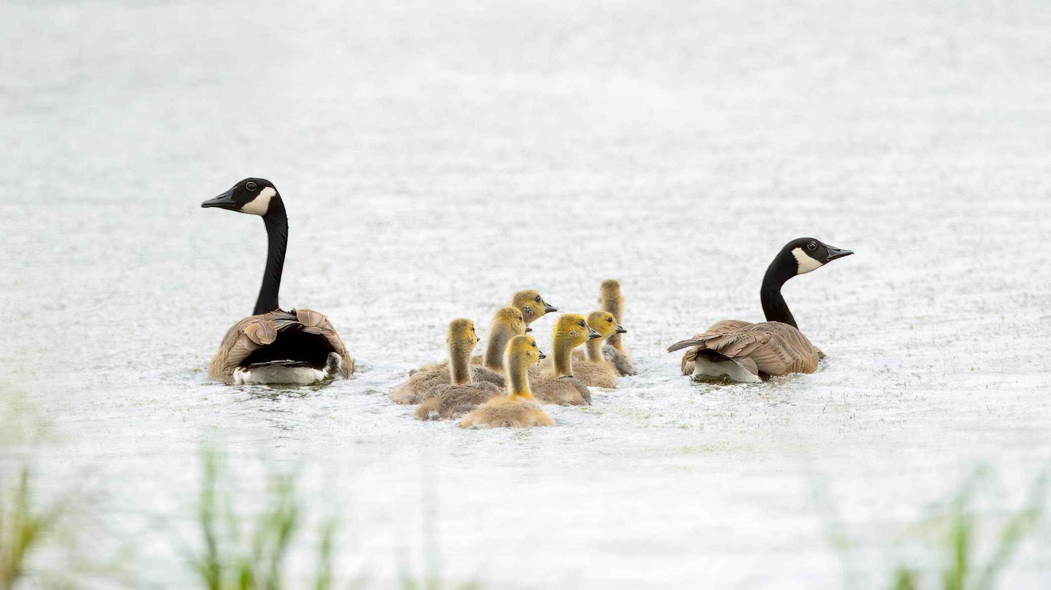 honker family_LTK0982.jpg