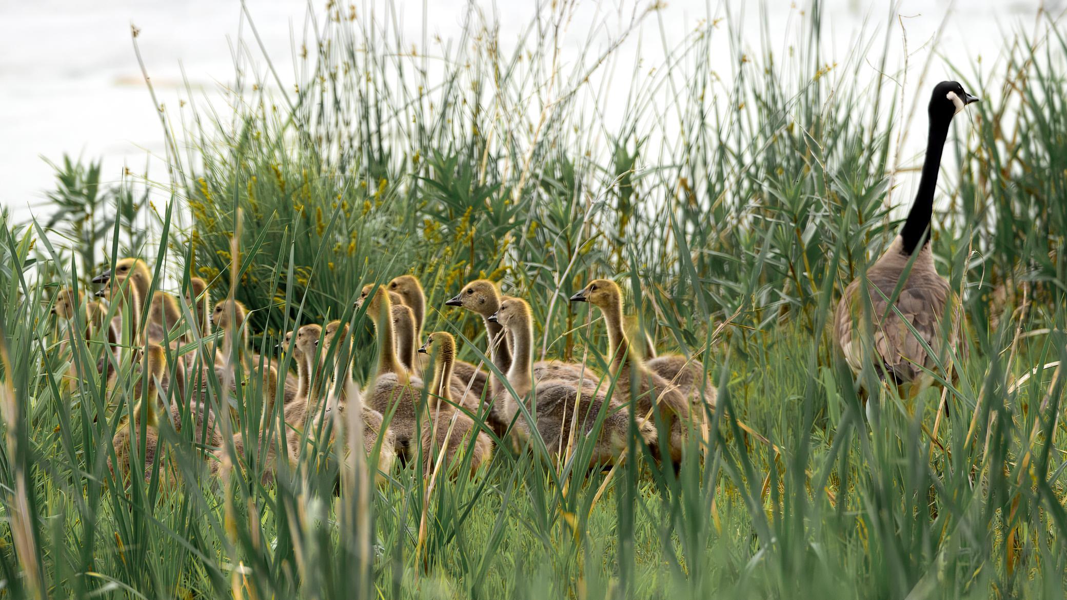 Honker momma and babies_LTK0981.jpg