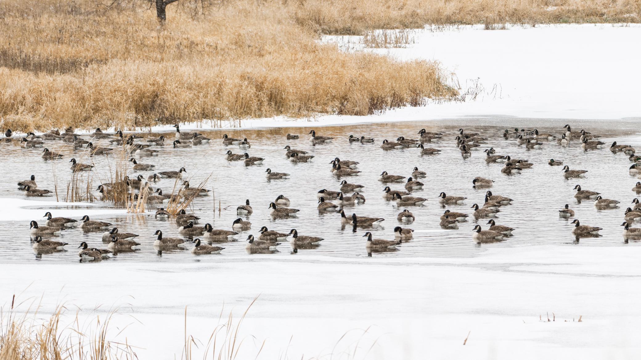 Late Season Honkers at the Farm_DSC0007.jpg