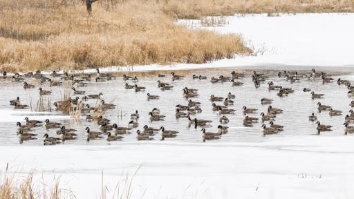 Late Season Honkers at the Farm_DSC0007.jpg