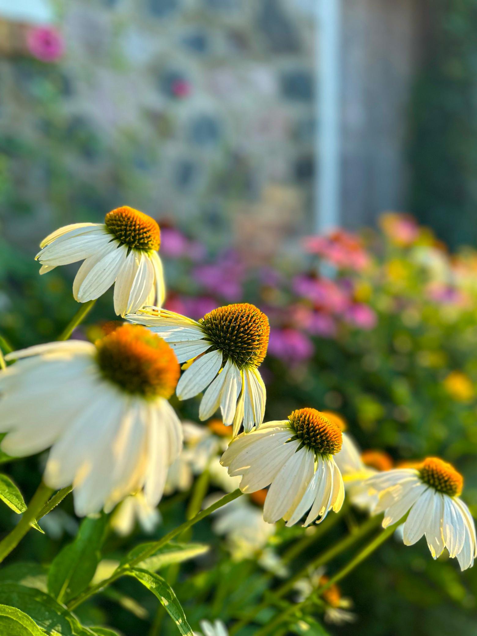 MILKHOUSE Cone Flower.jpg