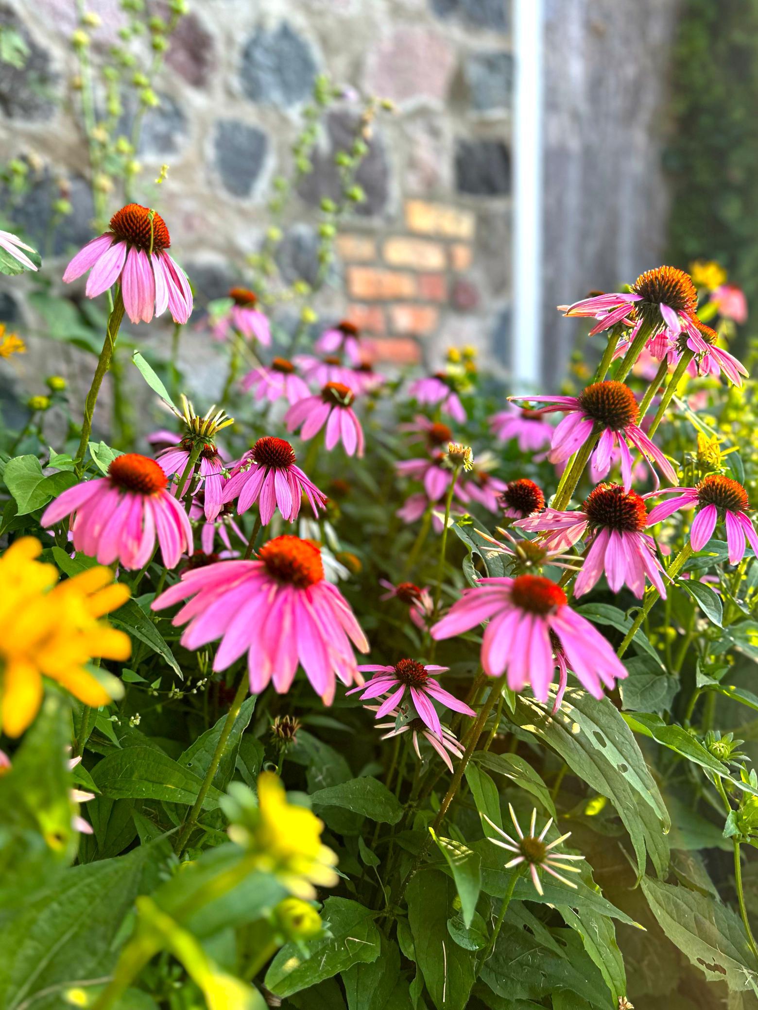 MILKHOUSE flowers 2.jpg