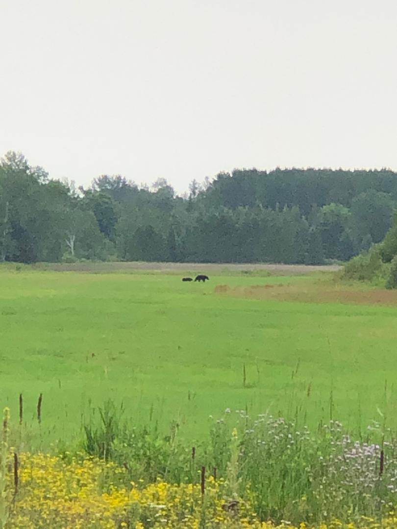 Large Black Bear Population