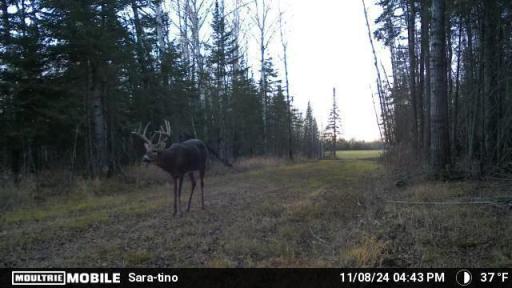 TBD Arkola Road, Toivola, MN 55765