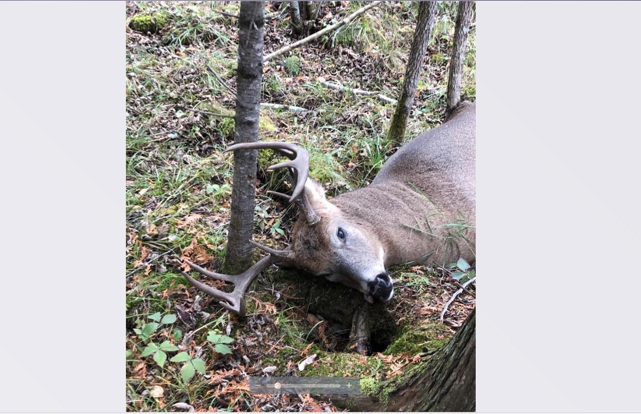 Hay fed whitetails