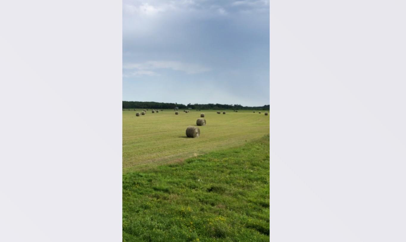 Productive hay field