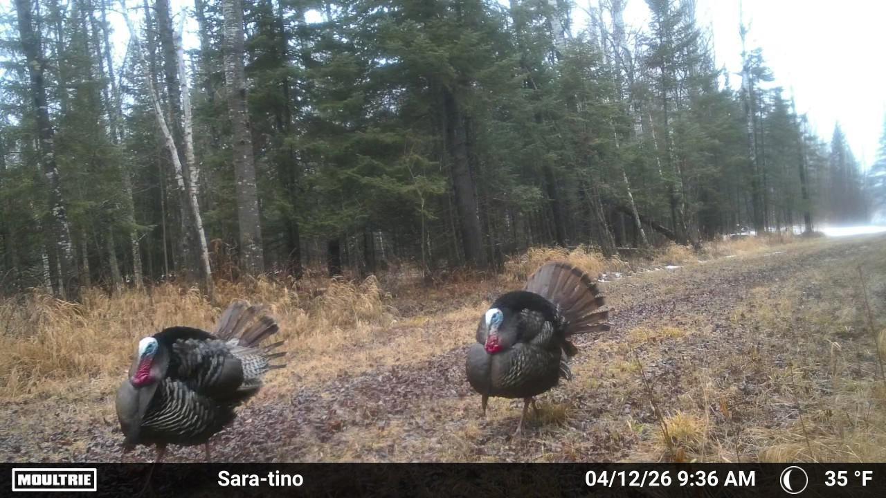 Plenty of turkeys