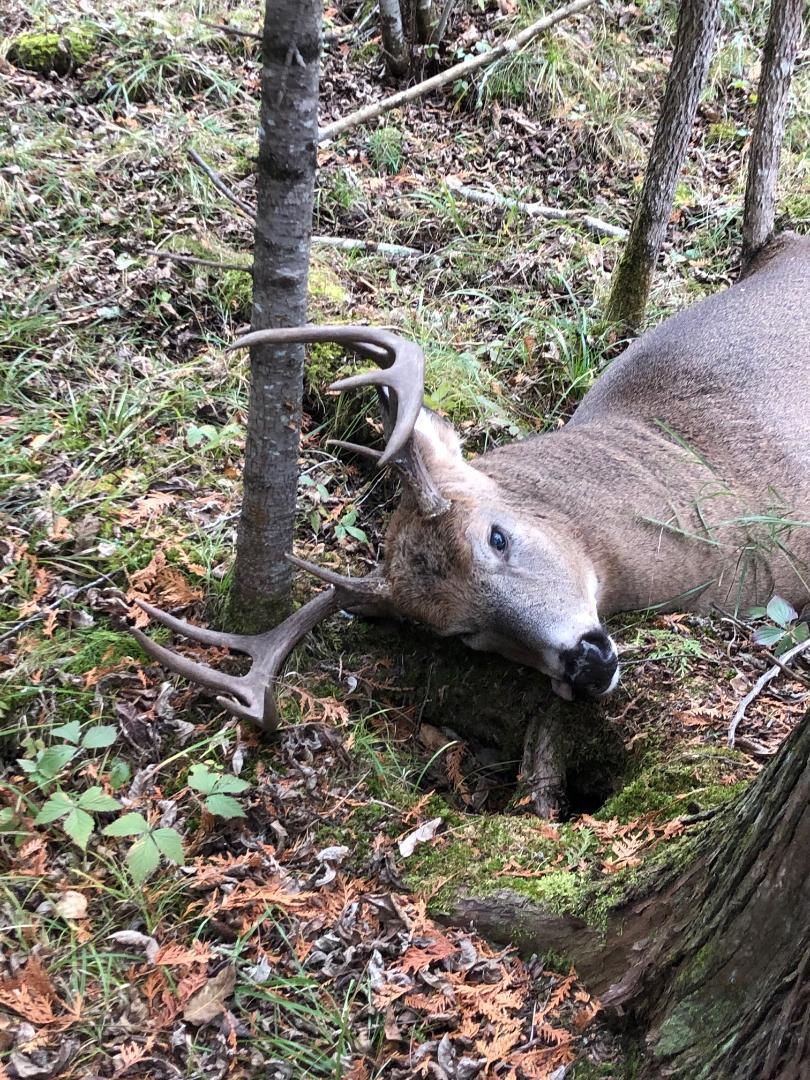 Hay fed whitetails