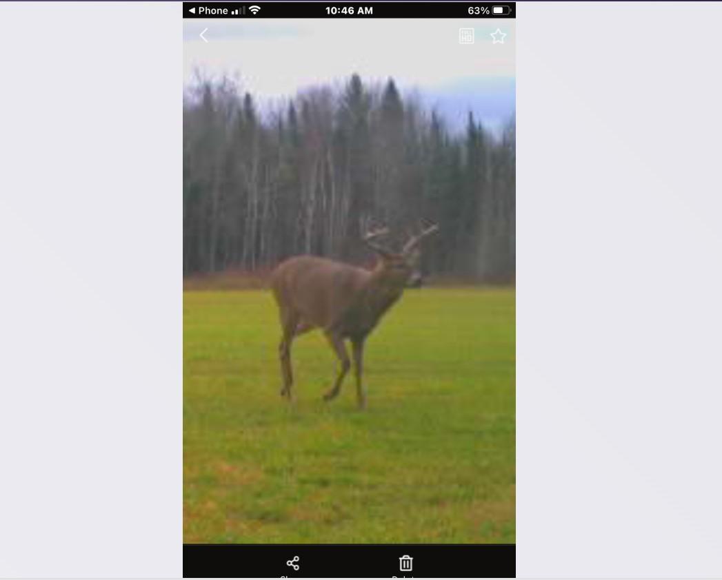 Quality hay fed Whitetail herd