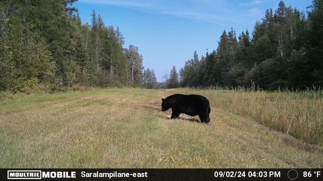 Massive Black Bear, typical for the area