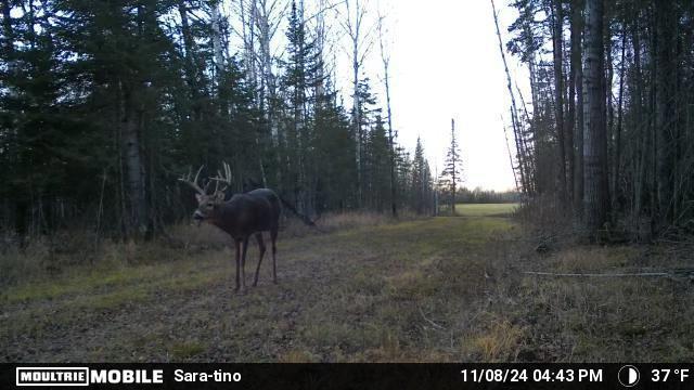 Excellent Whitetail genetics in the area