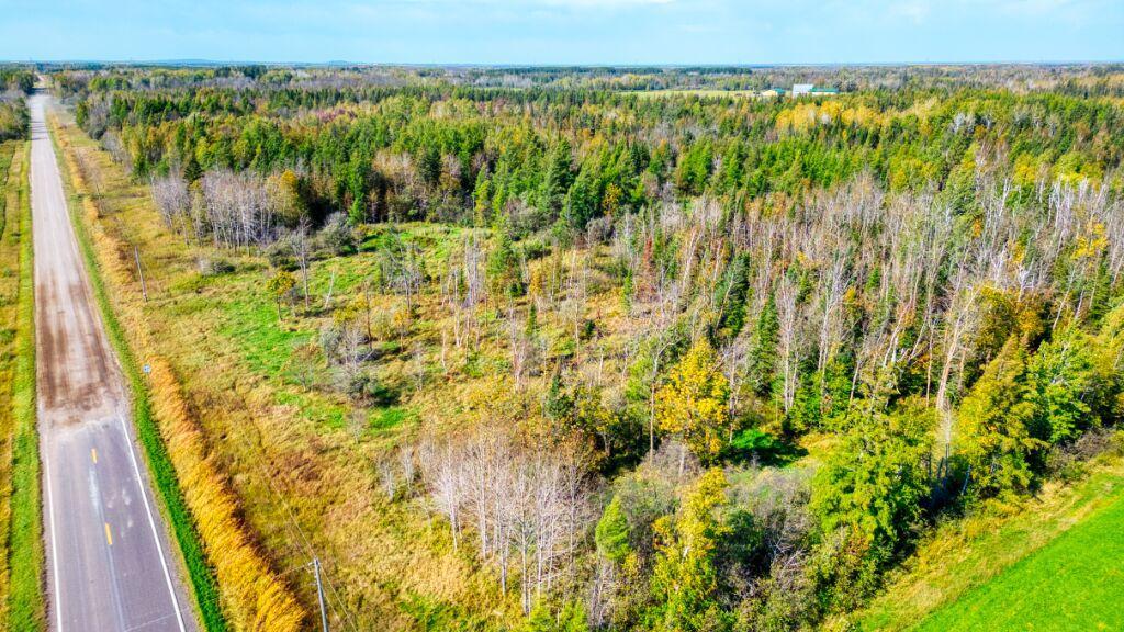 80 wooded acres in Northern MN!