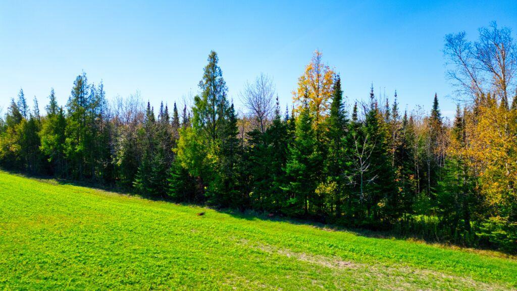 NW field edge and woodline