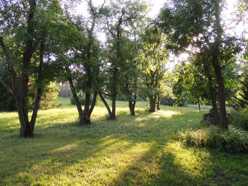 Backyard.JPG