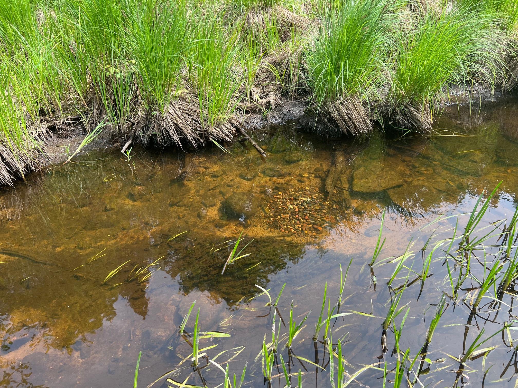 Sand bottom creek