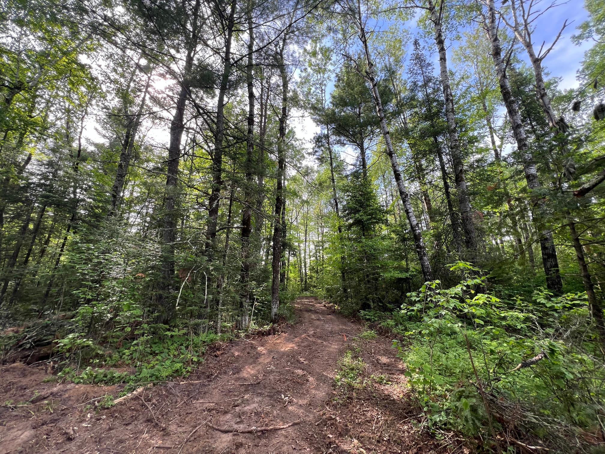 Excellent main trail cut through the forest