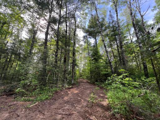 Excellent main trail cut through the forest