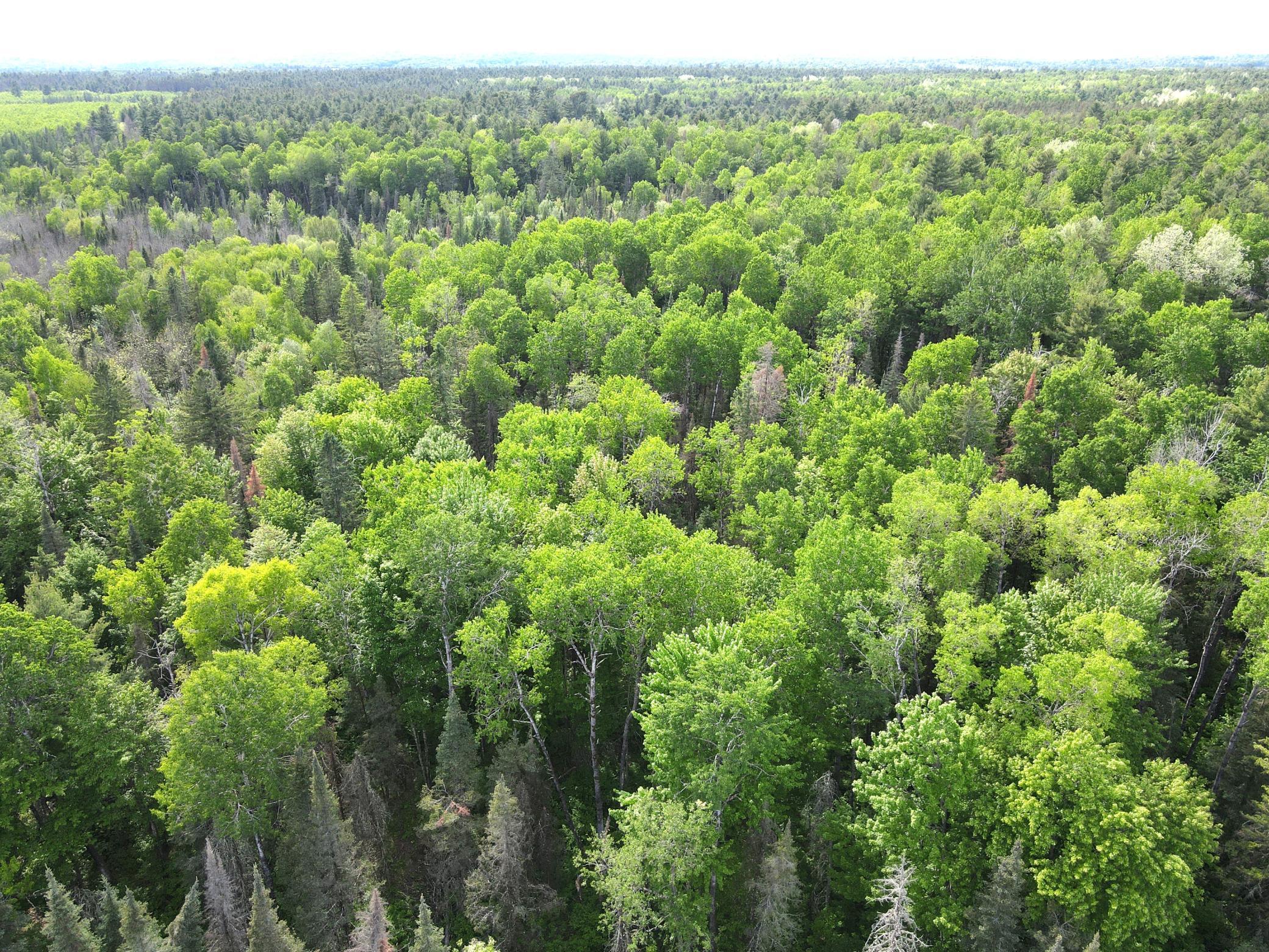 Mature timber