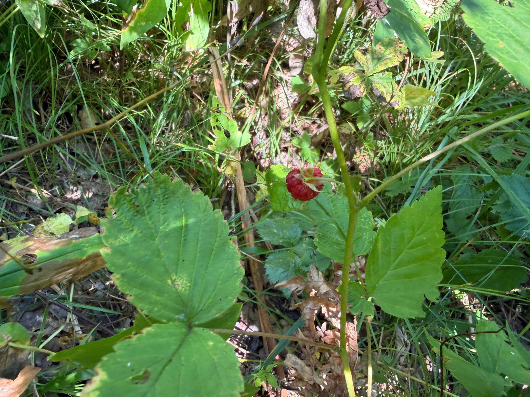 IMG_2466.jpeg
