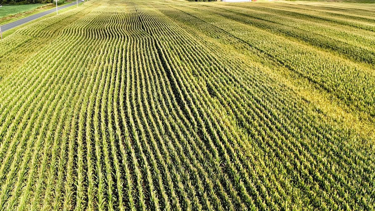 dji_fly_20260816_172208_0790_1786982133335_photo.jpg