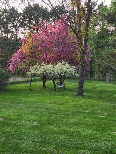 spring flowering trees.jpg