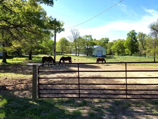 horses in front pasture.jpg