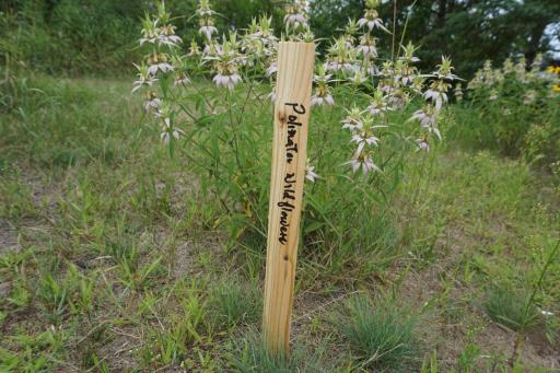 Pollinator Garden 2.JPG