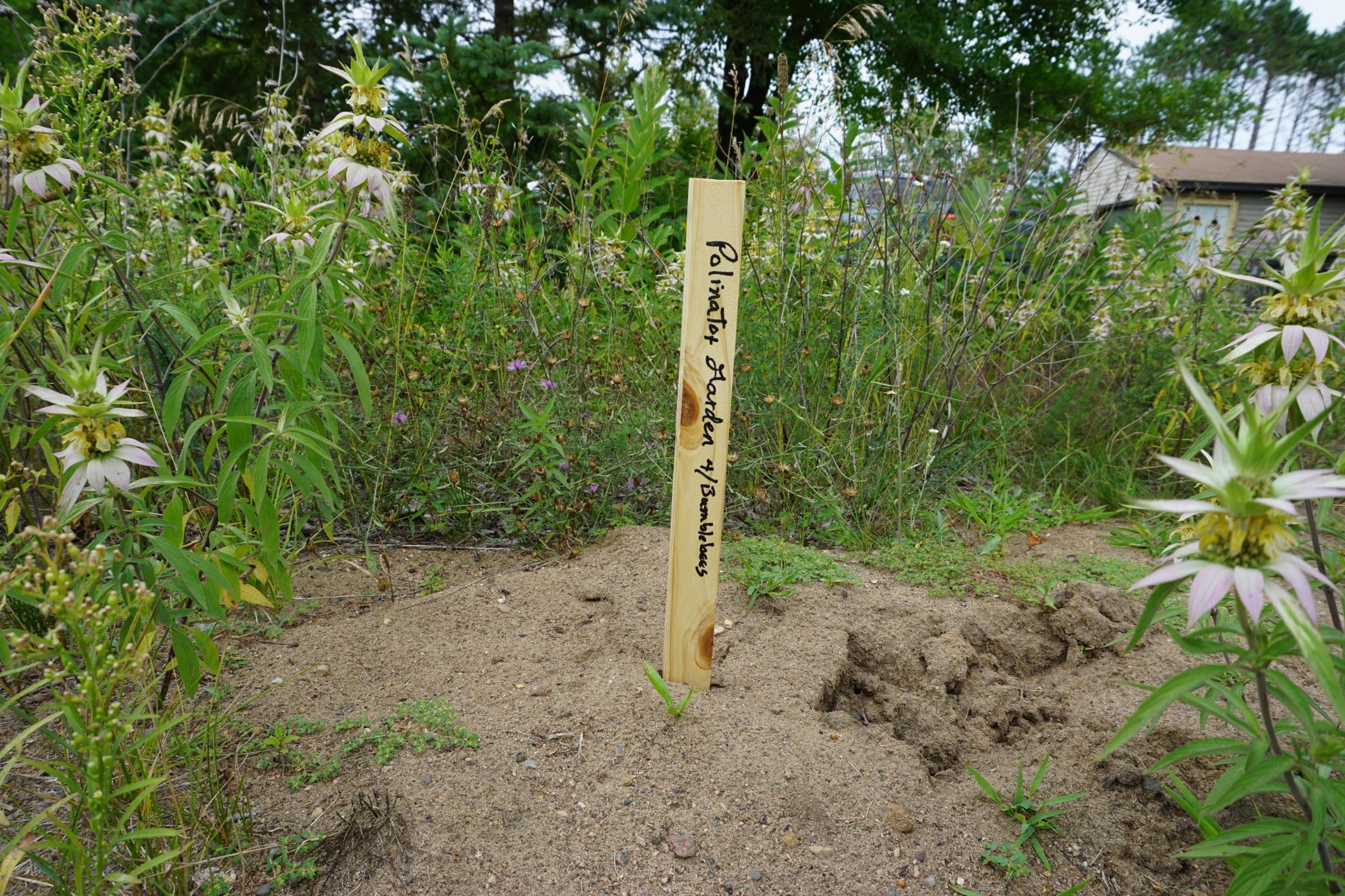 Pollinator Garden.JPG