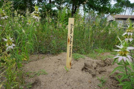 Pollinator Garden.JPG