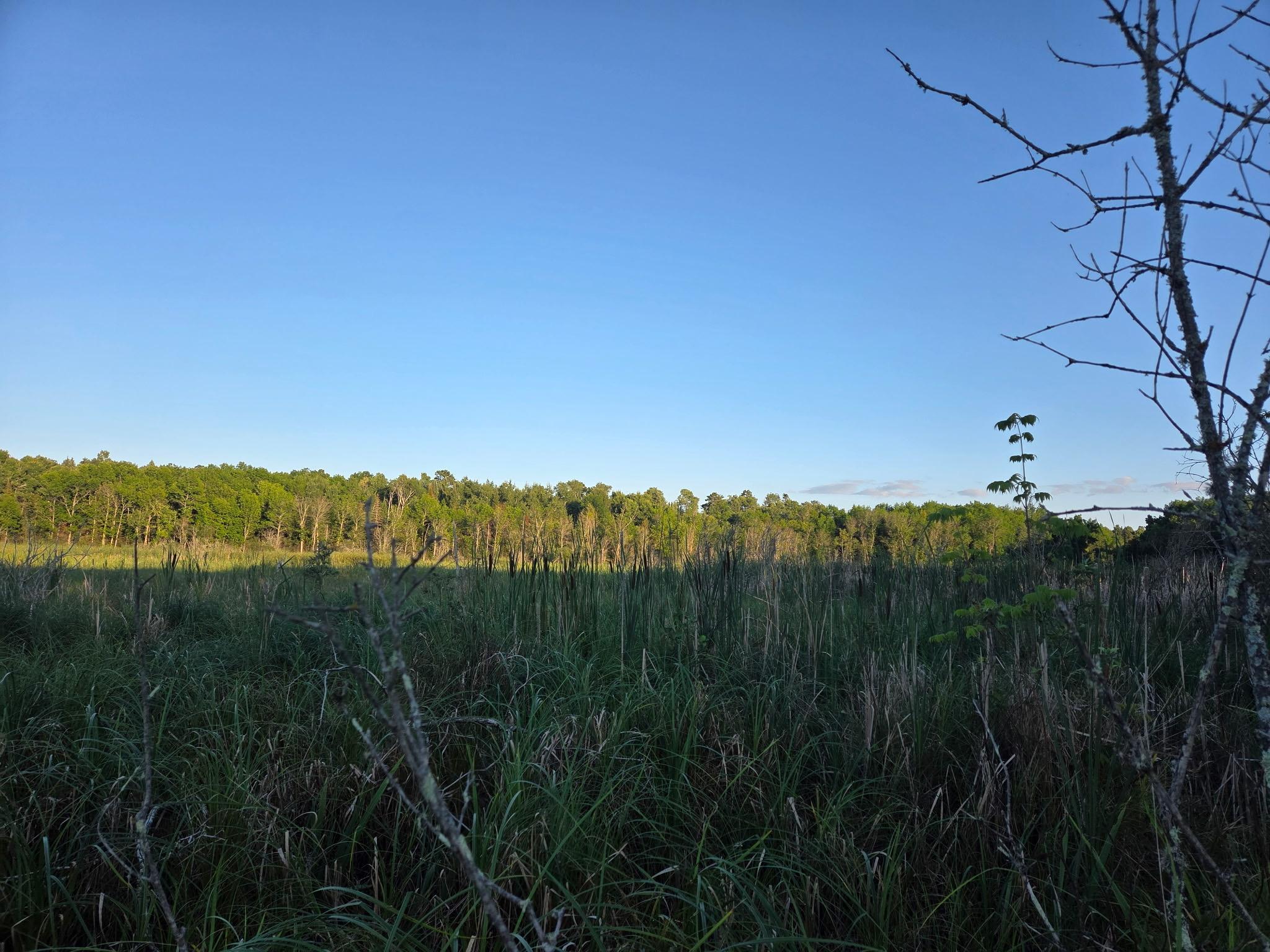 Mix of trees, fields and wetlands
