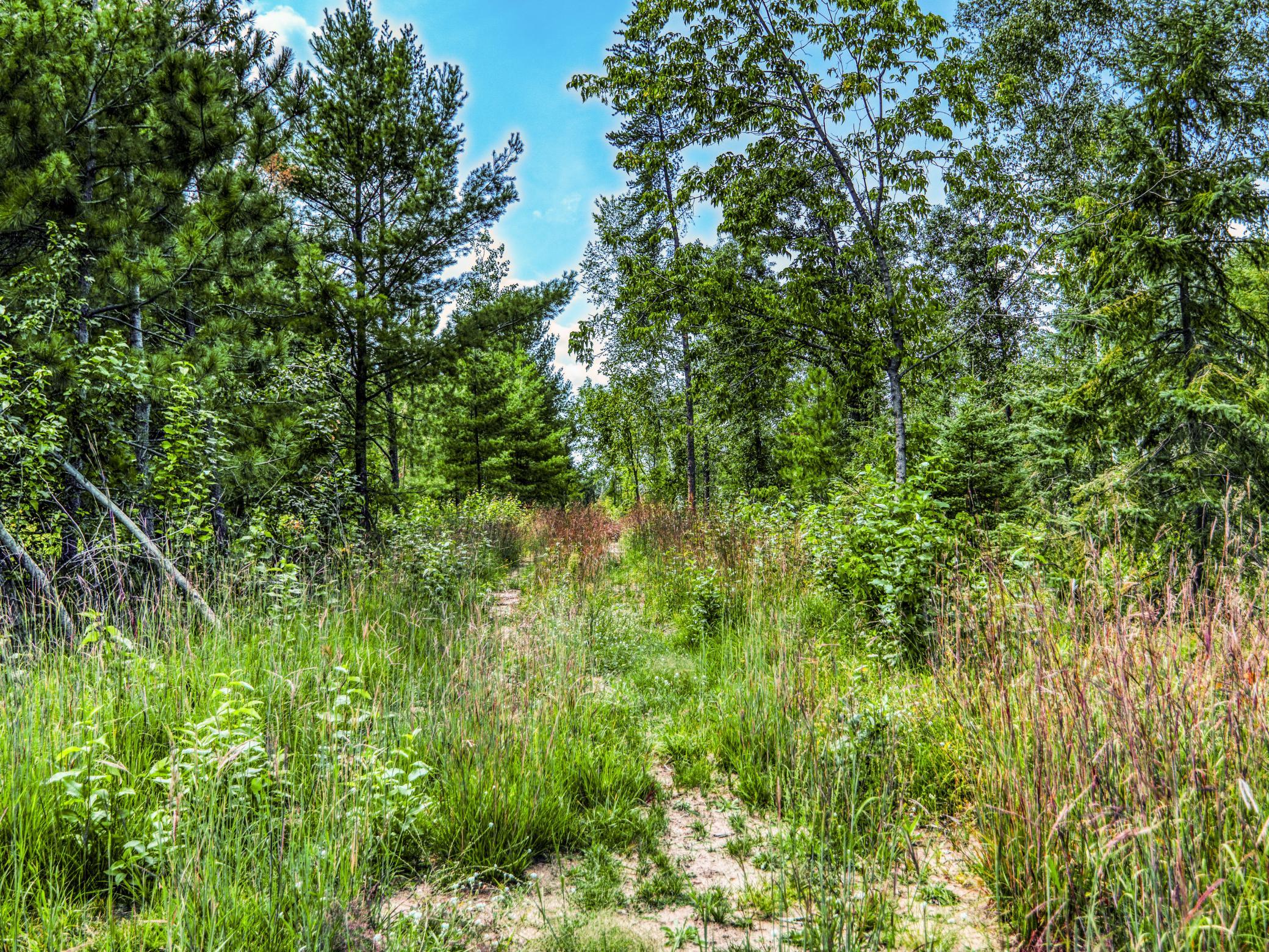 Wooded Acreage.jpg