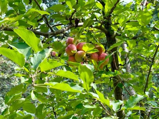 Apples, nearly ready to pick