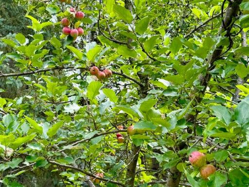 More apples