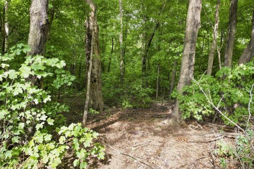 Walking path through woods