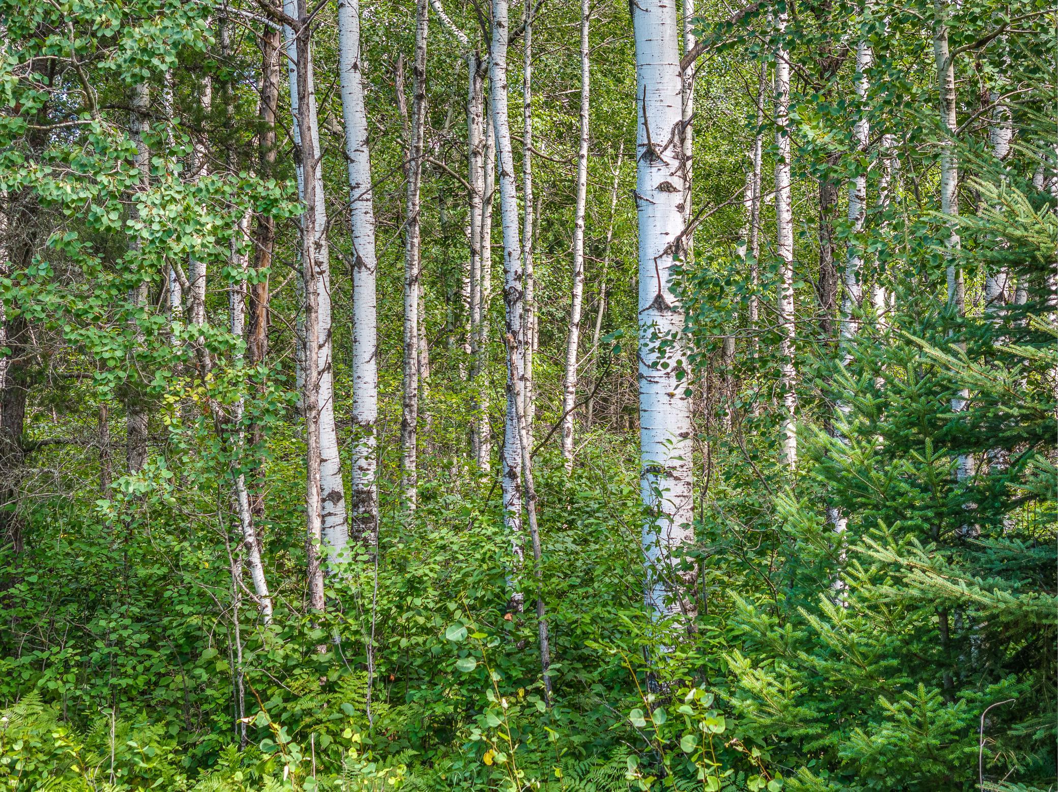 1072-HWY21PBerens-12.jpg