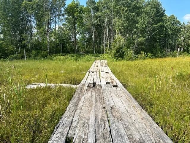 bog walk.jpg