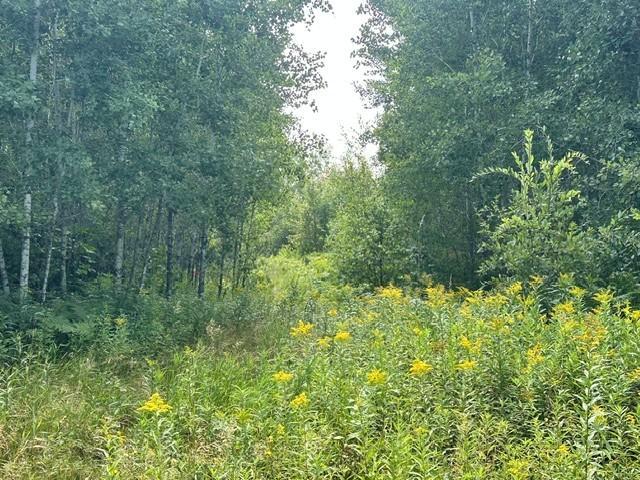 wooded (2).jpg