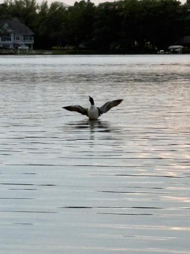 loon