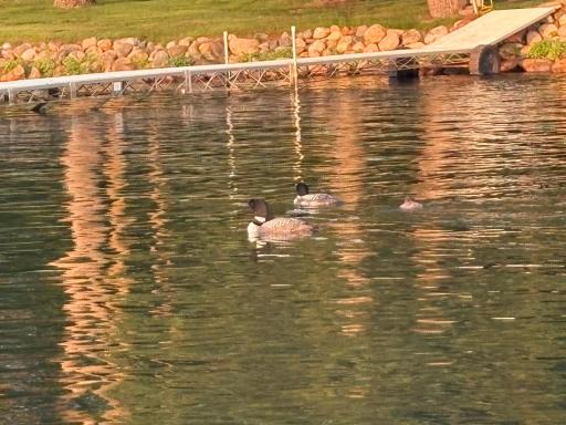 loon family