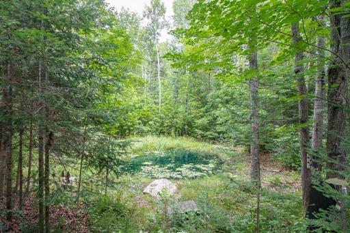 "backyard" pond
