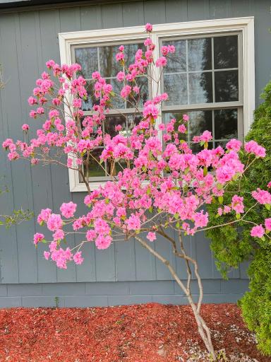 Lovely flowering landscaping adds a cheerful pop of color and highlights how thoughtfully this home has been cared for.