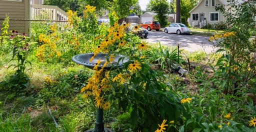 Front yard.jpg