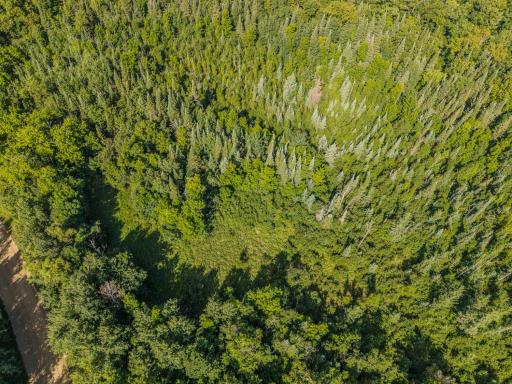 Trails & Heavily Wooded for the Hunting Enthusiast