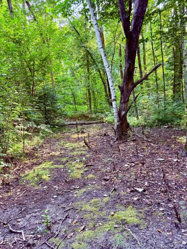 Wooded trails with 3.5 acres