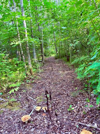 Wooded trails with 3.5 acres
