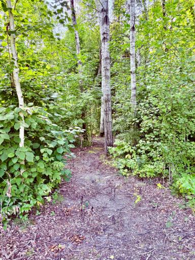 Wooded trails with 3.5 acres