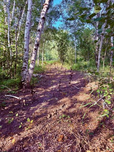 more trails