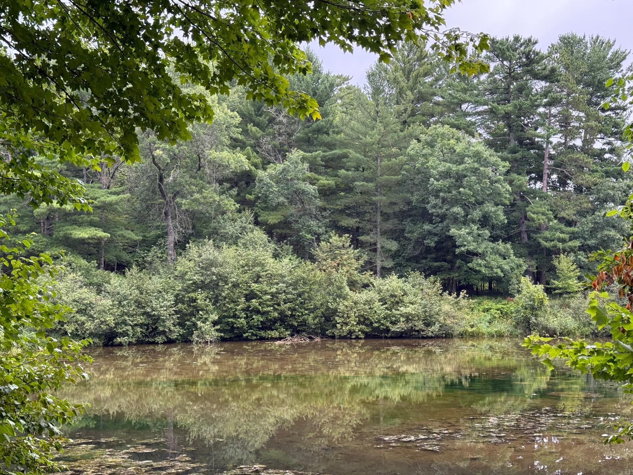 Spring fed pond next to Cabin.