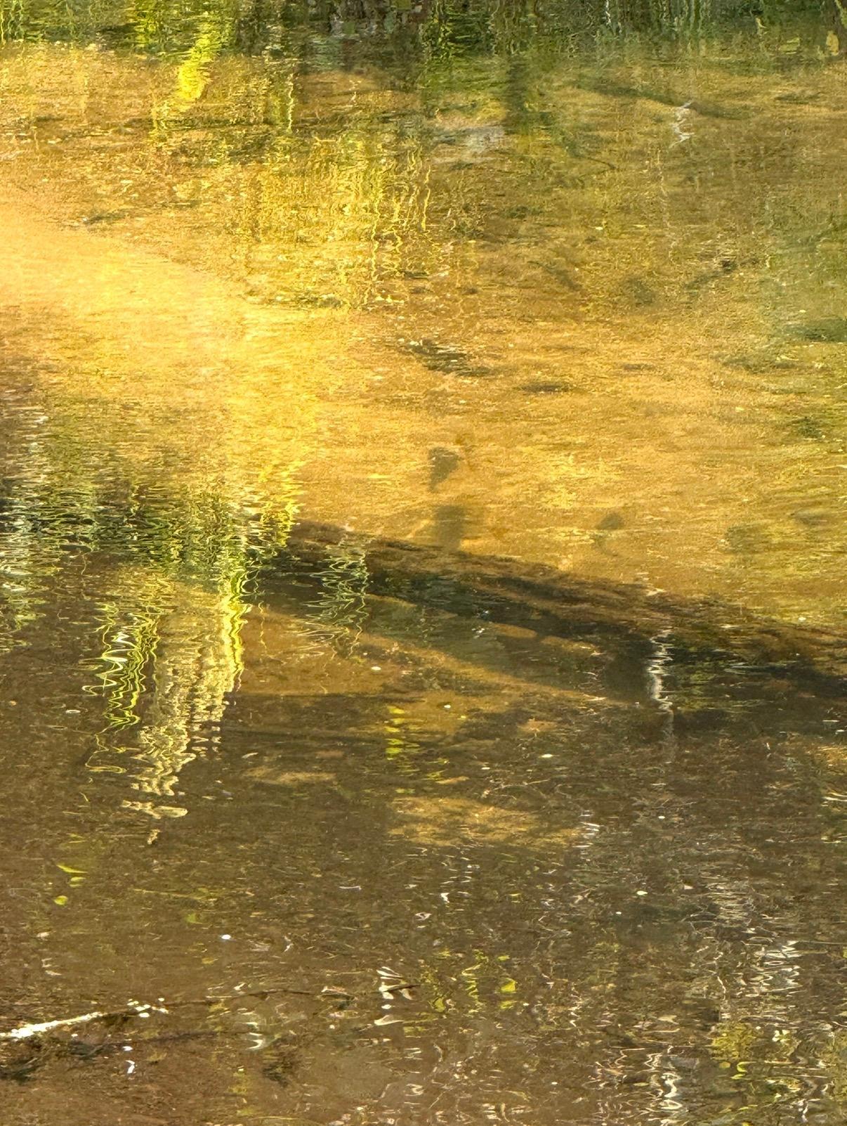 Picture taken 8/26 on property of 15 Brown Trout in Bashaw Brook.